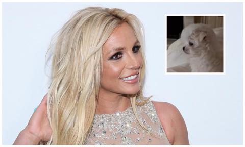 Britney Spears gets a new puppy as custody settlement of her shared dogs with Sam Asghari concludes