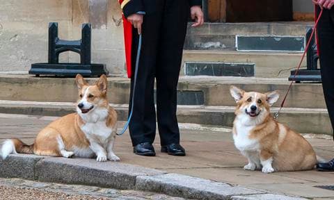 Photo of Queen Elizabeth’s corgis shared on anniversary of her death