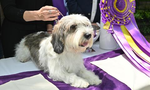 147th Annual Westminster Kennel Club Dog Show Presented by Purina Pro Plan - Champion's Lunch